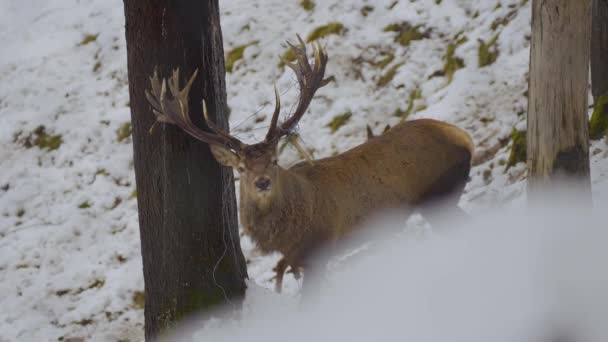 Primer Plano Ciervo Salvaje Ciervos Con Cuernos Naturaleza Cubiertos Nieve — Vídeo de stock