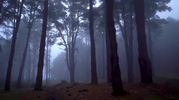 Rechts Abbiegen Und Nach Links Schwenken Auf Nebligen Kiefernwald Auf — Stockvideo