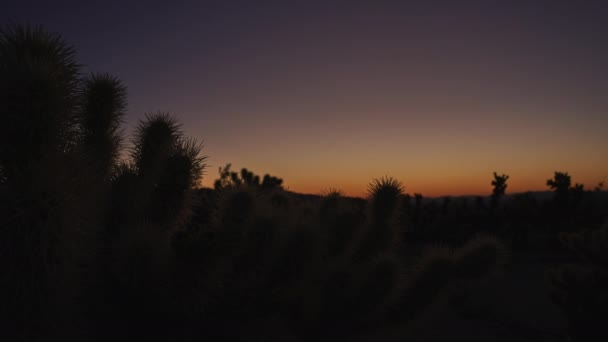 Timelapse Amanecer Sobre Jardín Cactus Cholla Parque Nacional Joshua Tree — Vídeo de stock
