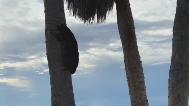 Gato Asustado Baja Por Una Palmera Cerca Del Mar Chipre — Vídeos de Stock