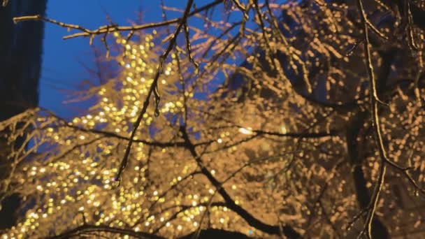 Luzes Natal Ouro Amarelo Cintilam Nos Galhos Algumas Árvores Geladas — Vídeo de Stock