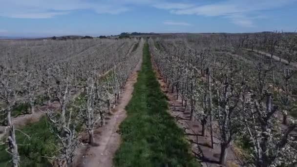 Kvetoucí Pantano Utxesa Segre Lrida Španělsko — Stock video