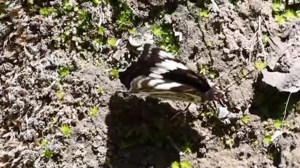 Borboleta Isolada Batendo Suas Asas Pretas Brancas Vista Perto Inseto — Vídeo de Stock