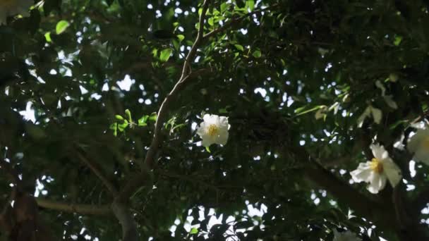 Witte Camellia Bloem Groene Achtergrond Japan — Stockvideo