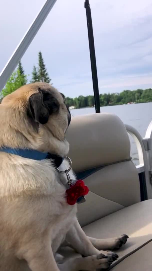 Pug Dog Sitting Pontoon Boat While Travelling Lake Closeup Portrait — Stock Video