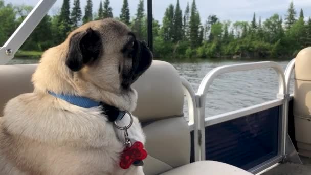 Pug Dog Sitting Pontoon Boat While Travelling River Closeup Look — Stock Video