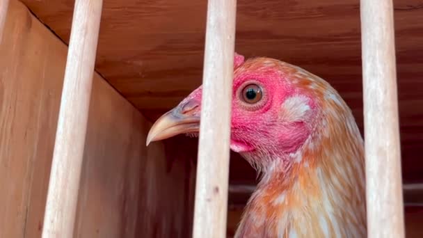 Weißes Huhn Mit Rosa Weißem Gesicht Und Ohne Kamm Holzkäfig — Stockvideo