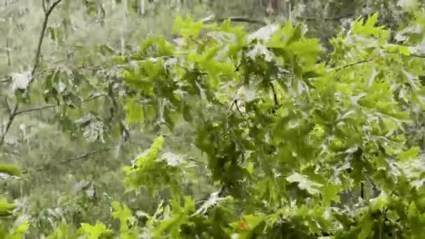 Chuva Dura Pesada Caindo Carvalho Com Folhas Verdes Escuras — Vídeo de Stock