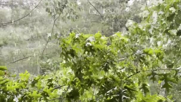 Zware Regenval Van Het Dak Een Eik Met Donkergroene Bladeren — Stockvideo