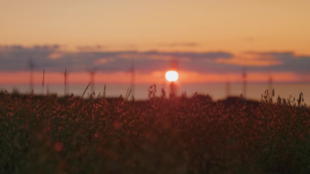 風力タービンのシルエットに日没の光の中でオート作物のラックフォーカス — ストック動画