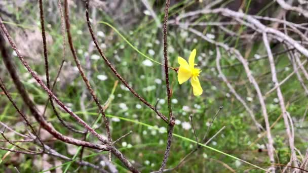 Yellow Orchid Flowers Hang Bushes White Flowers Background — Stock Video