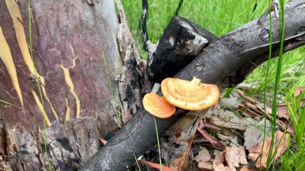 Portakal Ağacı Mantarları Avustralya Yanmış Ağaçlardan Yetişir — Stok video