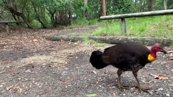 Detailní Záběr Australského Křovinatého Křovinatého Krocana Kráčejícího Listí — Stock video