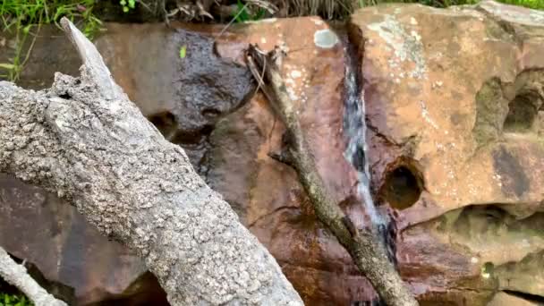 Weißer Baumstamm Vordergrund Mit Einem Kleinen Wasserfall Über Felsen Australien — Stockvideo
