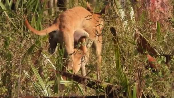 Hund Und Welpe Trinken Milch — Stockvideo