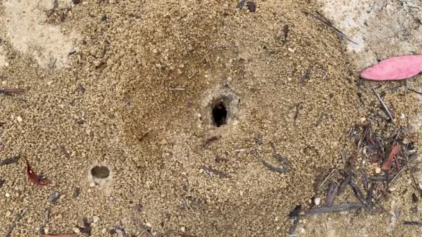 Las Hormigas Cumplen Con Sus Deberes Dentro Alrededor Montículo Hormigas — Vídeos de Stock