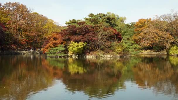Πολύχρωμο Φθινοπωρινό Δέντρο Αντανάκλαση Στη Λίμνη Chundangji Νότια Κορέα — Αρχείο Βίντεο
