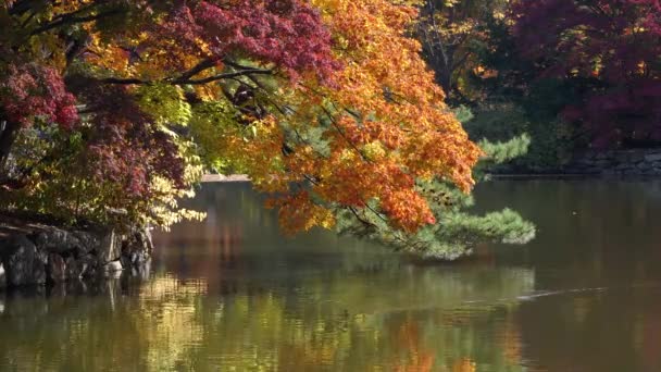 Coloridas Ramas Árboles Hoja Otoño Dobladas Sobre Estanque Chundangji Corea — Vídeo de stock