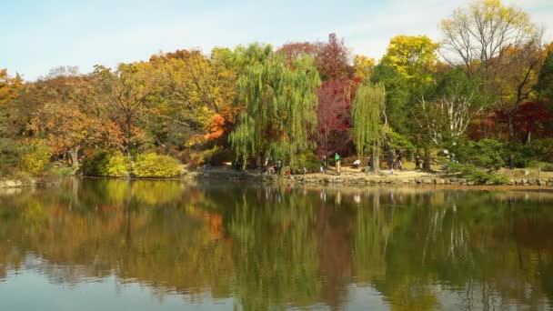 Paesaggio Autunnale Chundangji Laghetto Riva Foglie Gialle Alberi Sulla Riva — Video Stock