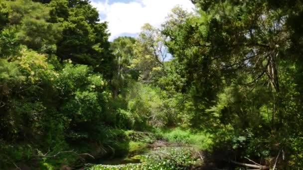 Luta Ner Skott Simning Näckrosor Damm Solig Dag Kerikeri Park — Stockvideo