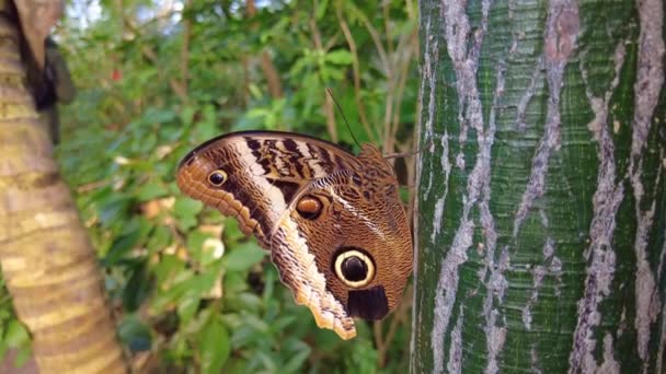 Krásný Heliconian Butterfly okoun v kmeni stromu v Indoor Rainforest Of Burgers Zoo v Nizozemsku. Zavřít, makro