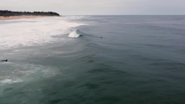 Drone Shot Surfer Paddling Pacific Ocean Swell Waves Shelly Beach — Vídeo de Stock