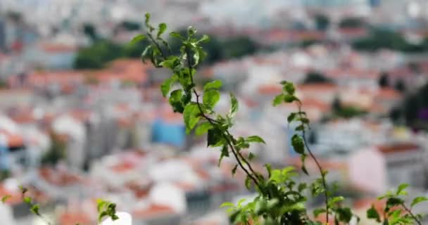 Green Foliage Swaying Air Bokeh Porto Downtown Background Вибіркове Зосередження — стокове відео