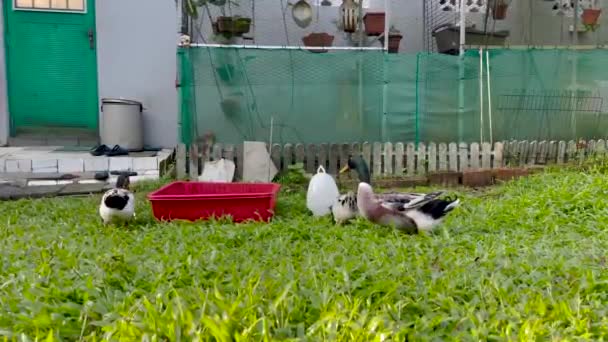Grupo Patos Jugando Fuera Propiedad Terrestre Singapur — Vídeos de Stock