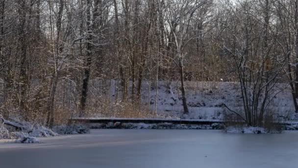 都市公園の凍結池の上にフロストジョギングトレイルブリッジを実行してフィット男 — ストック動画