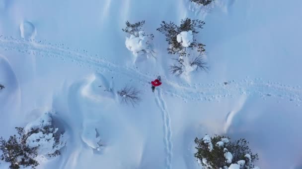 北極上の雪に覆われた森の中でのサンタスノーシューイングの空中ビューは ラップランドで落ちました バード ドローン ショット — ストック動画