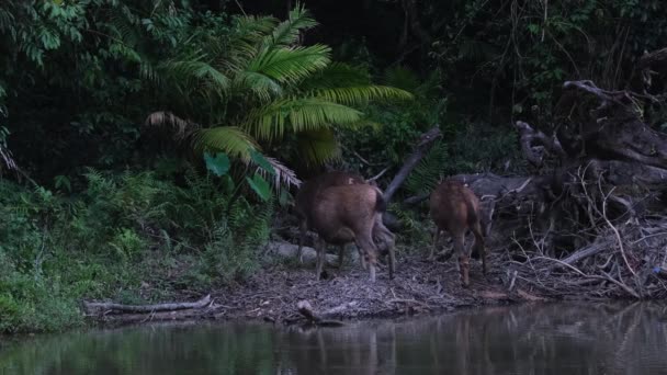 Sambar Deer Rusa Unicolor Aseo Arañazos Como Grupo Antes Noche — Vídeos de Stock