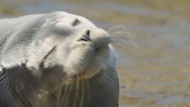 Сонный Ленивый Тюлень Phoca Vitulina Смотрящий Камеру Пляже Крупным Планом — стоковое видео