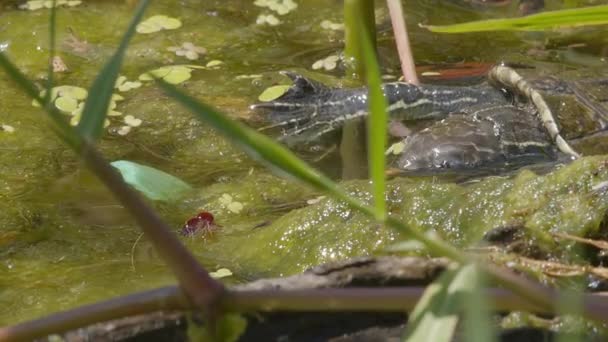 バルカン池亀 モーレミース リブラバータ ギリシャ北部のケルキニ湖湿地の沼の濁った水の中で藻類と池のスカムに餌を与える — ストック動画