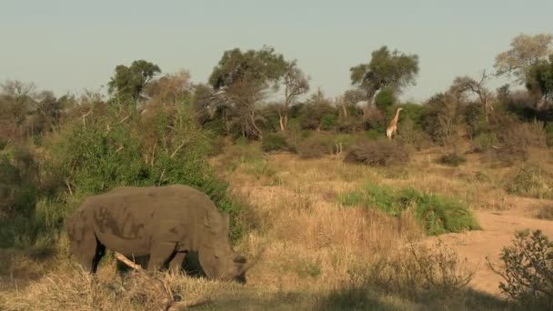 アフリカのサバンナの原始的な風景の中に白いRhinoとキリン放牧 自然の生息地で調和して暮らす野生動物 — ストック動画