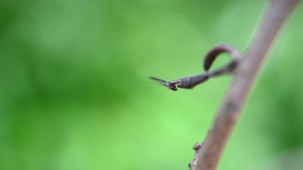 Una Mantis Muy Diminuta Capturada Metraje Macro Mientras Mueve Cabeza — Vídeo de stock