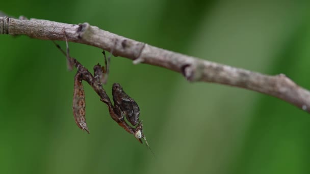 Коли Він Дивиться Під Гілочкою Майже Руху Але Його Хвіст — стокове відео