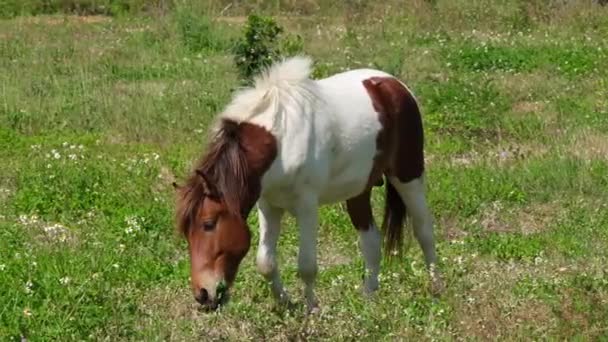 Cavalo Marrom Branco Pastando Enquanto Move Para Esquerda Uma Fazenda — Vídeo de Stock