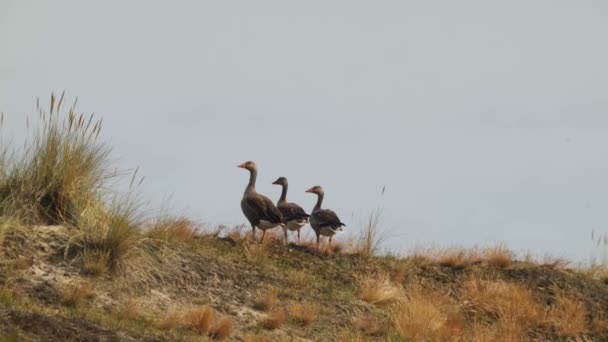 Tre Oche Graylag Piedi Tranquillamente Sulla Riva Del Fiume — Video Stock