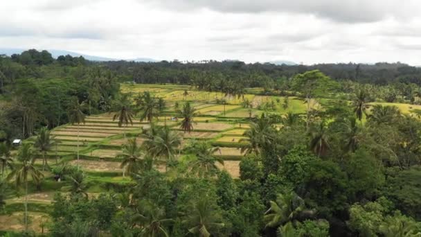 Кадри Ікони Tegallalalang Rice Terrace Убуді Балі Індонезія Один Найкрасивіших — стокове відео