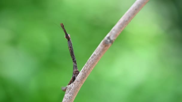 Gottesanbeterin Oder Phyllothelys Aufgenommen Einem Makrofilm Während Auf Einem Kleinen — Stockvideo