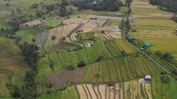 Μαγευτική Jatiluwih Rice Terrace Στο Μπαλί Ινδονησία — Αρχείο Βίντεο