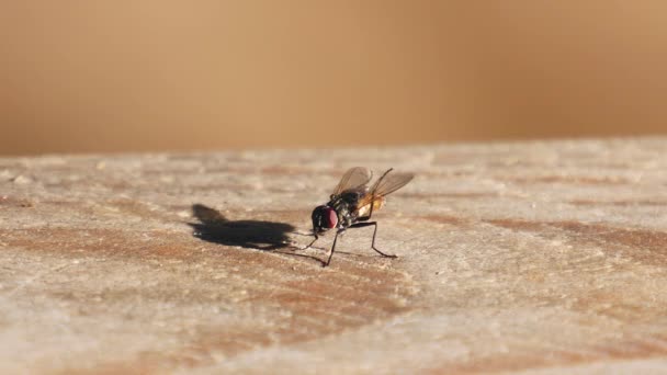 Housefly Nettoie Les Ailes Les Pattes Arrière Gros Plan Statique — Video