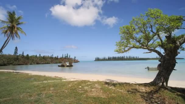 Vista Panorámica Izquierda Derecha Pintoresco Árbol Playa Tropical Isla Pinos — Vídeos de Stock
