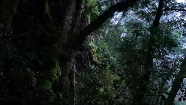 神秘茂密的森林 白天有植物和树叶在山上 — 图库视频影像