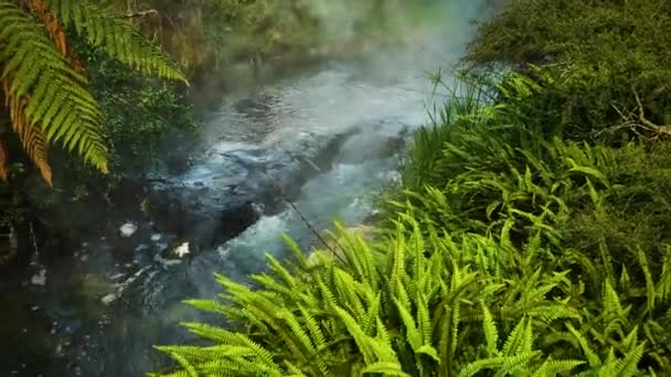 Wrzący Strumień Wody Płynący Między Roślinami Paproci Waimangu Waimangu Volcanic — Wideo stockowe