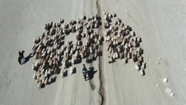 Aves Aéreas Ojo Rebaño Ovejas Jinetes Desierto Tiro Seguimiento — Vídeo de stock