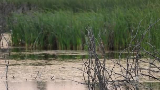 Ruhiges Wasser Mit Getrockneten Baumrinden Und Dichtem Gras Sewansee Armenien — Stockvideo