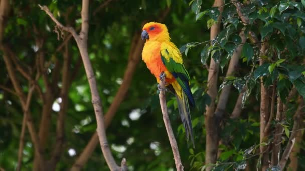 카메라가 확대되면서 나뭇가지 Sun Conure Sun Parakeet 몸치장을 남아메리카 — 비디오
