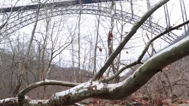 Dolly Tree New River Bridge — Vídeo de stock