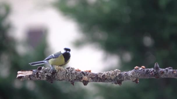 Great Tit Fly Branch Eat Away — стоковое видео